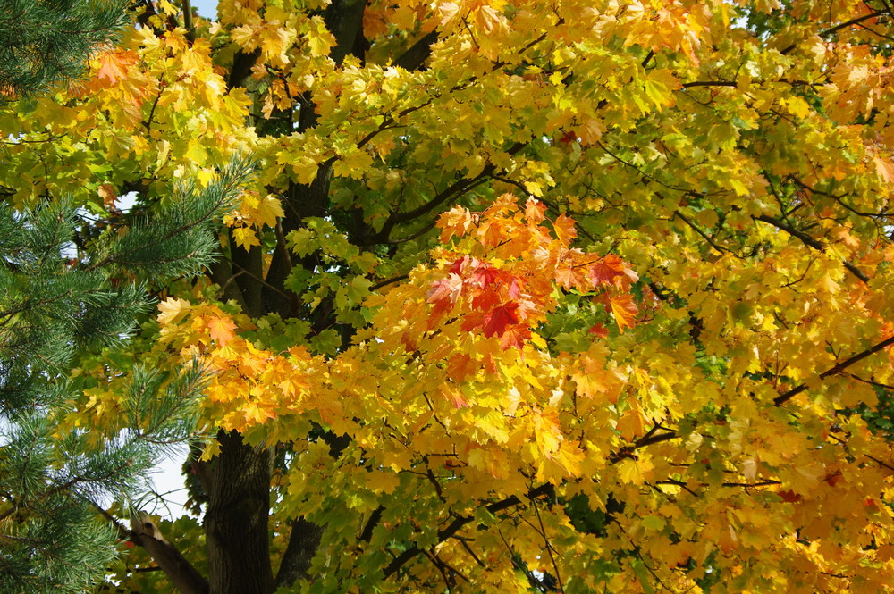 Farbenspiel im Herbst