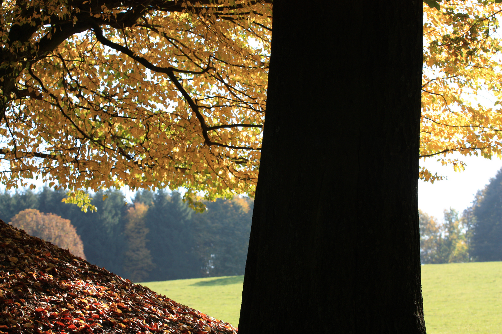 Farbenspiel im Herbst