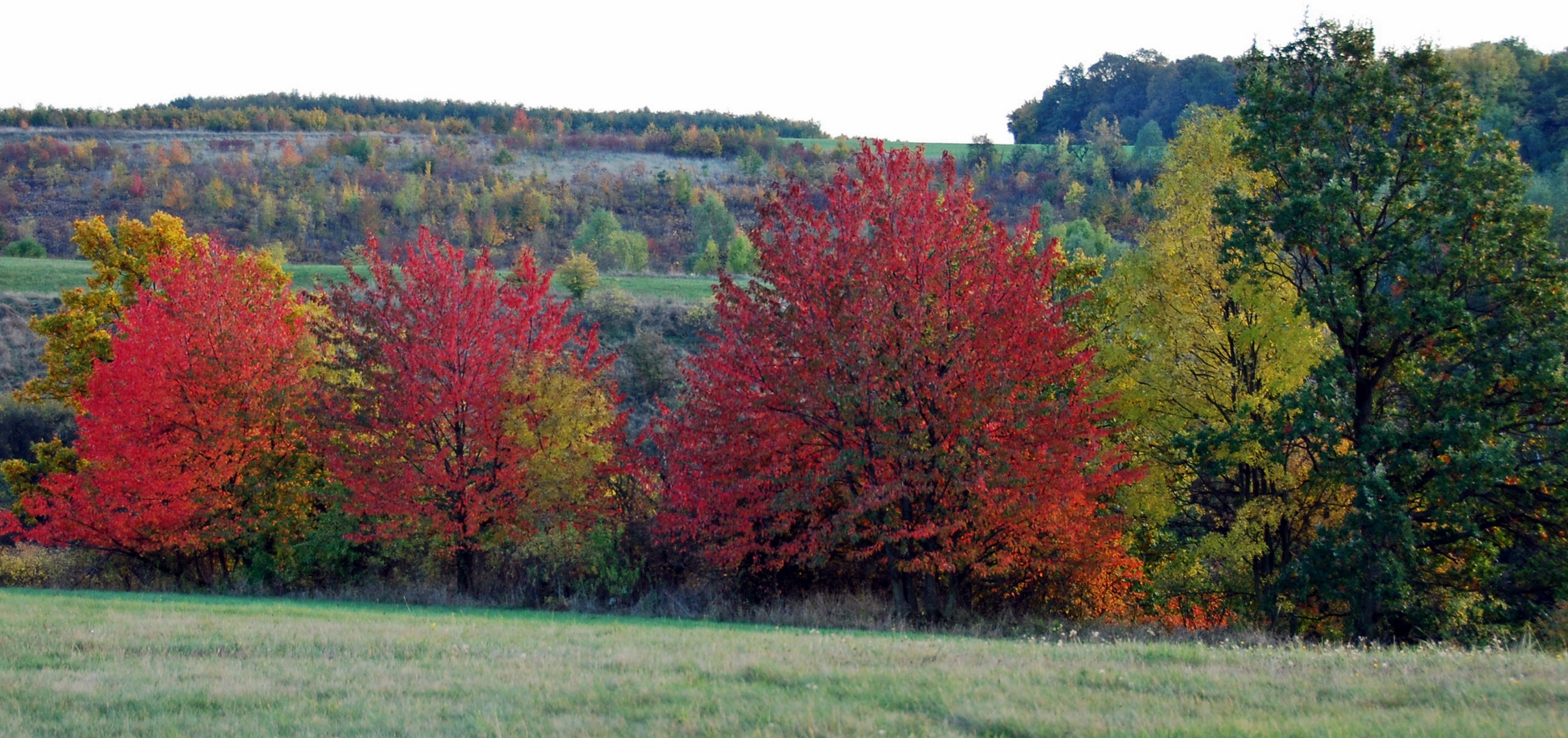 Farbenspiel im Herbst