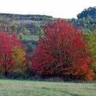 Farbenspiel im Herbst