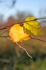 Farbenspiel im Herbst