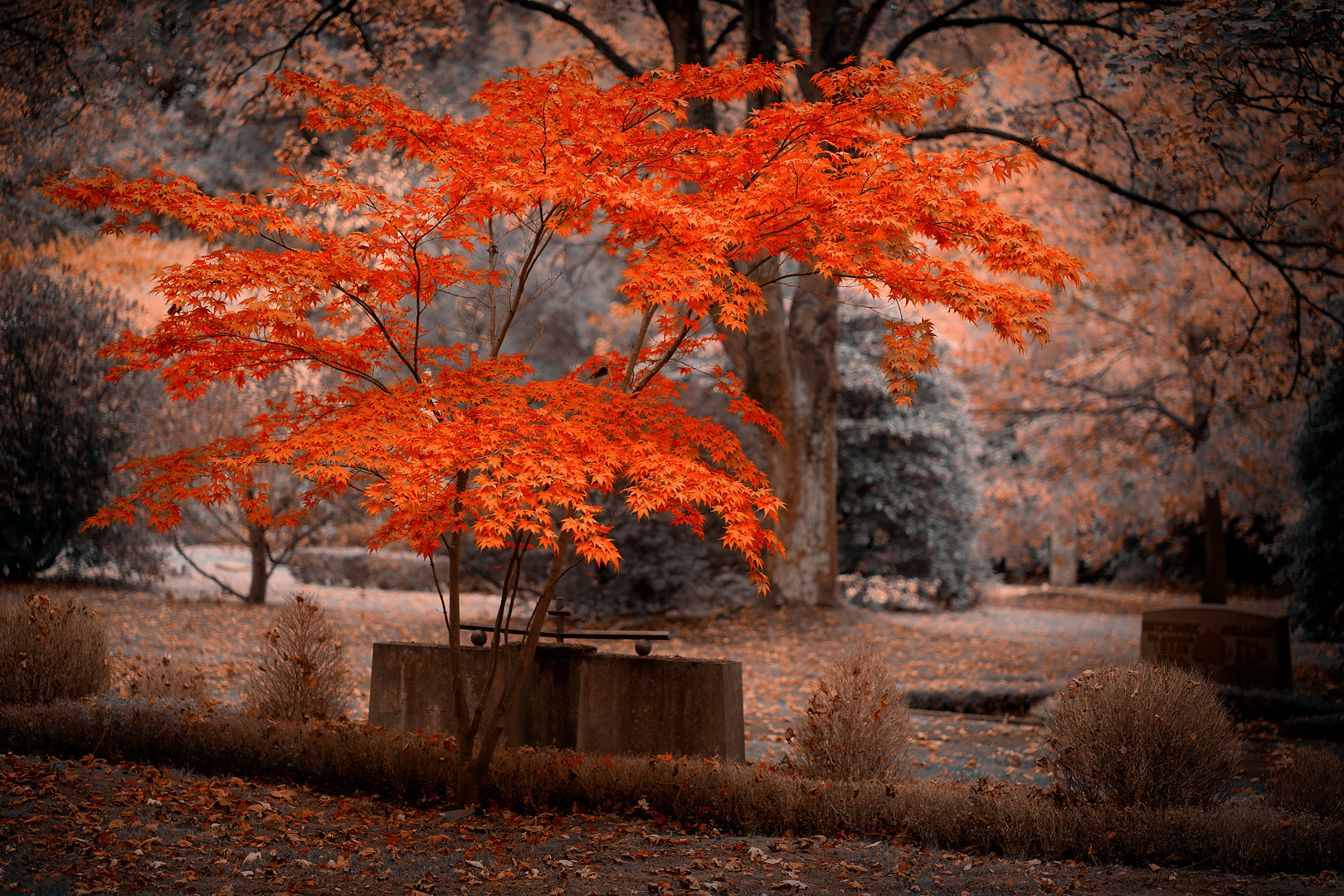 Farbenspiel im Herbst