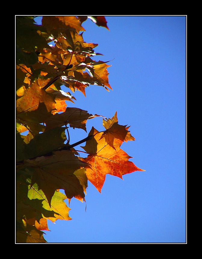 ---Farbenspiel im Herbst---