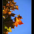 ---Farbenspiel im Herbst---