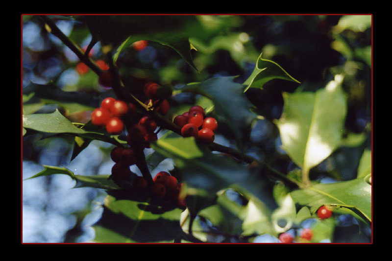 Farbenspiel im Herbst