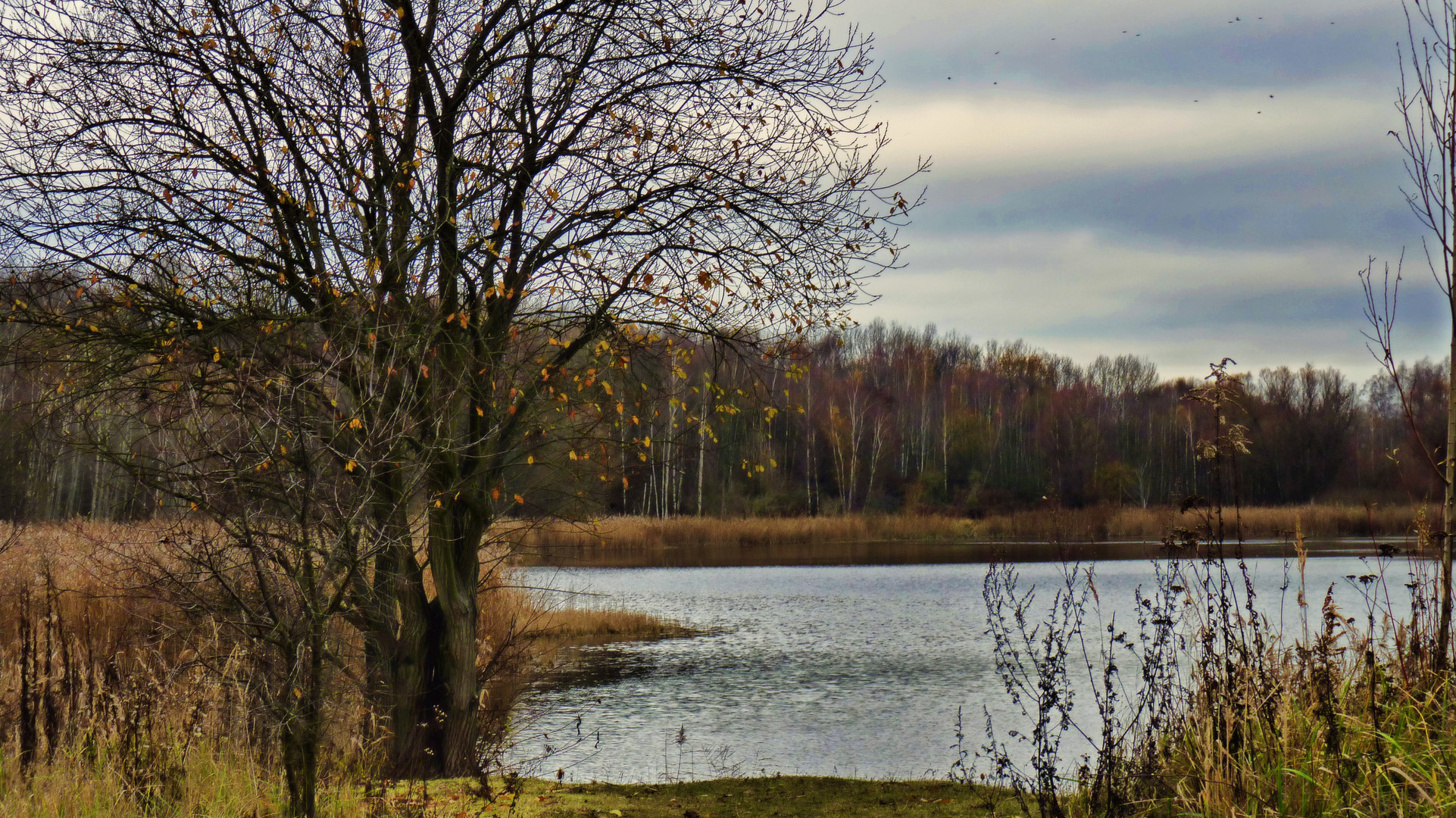 Farbenspiel im Herbstwind