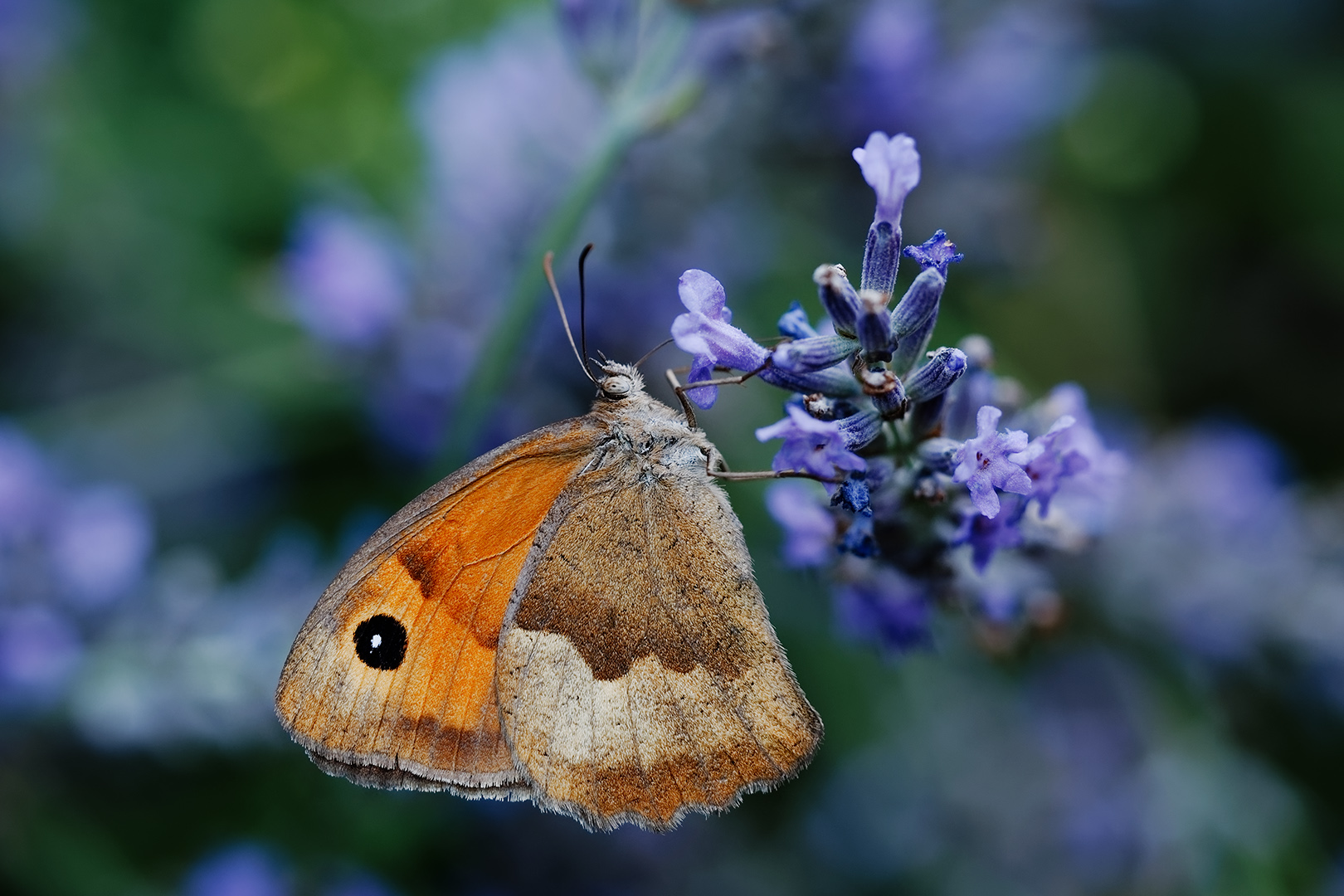 Farbenspiel im Lavendel