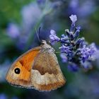 Farbenspiel im Lavendel