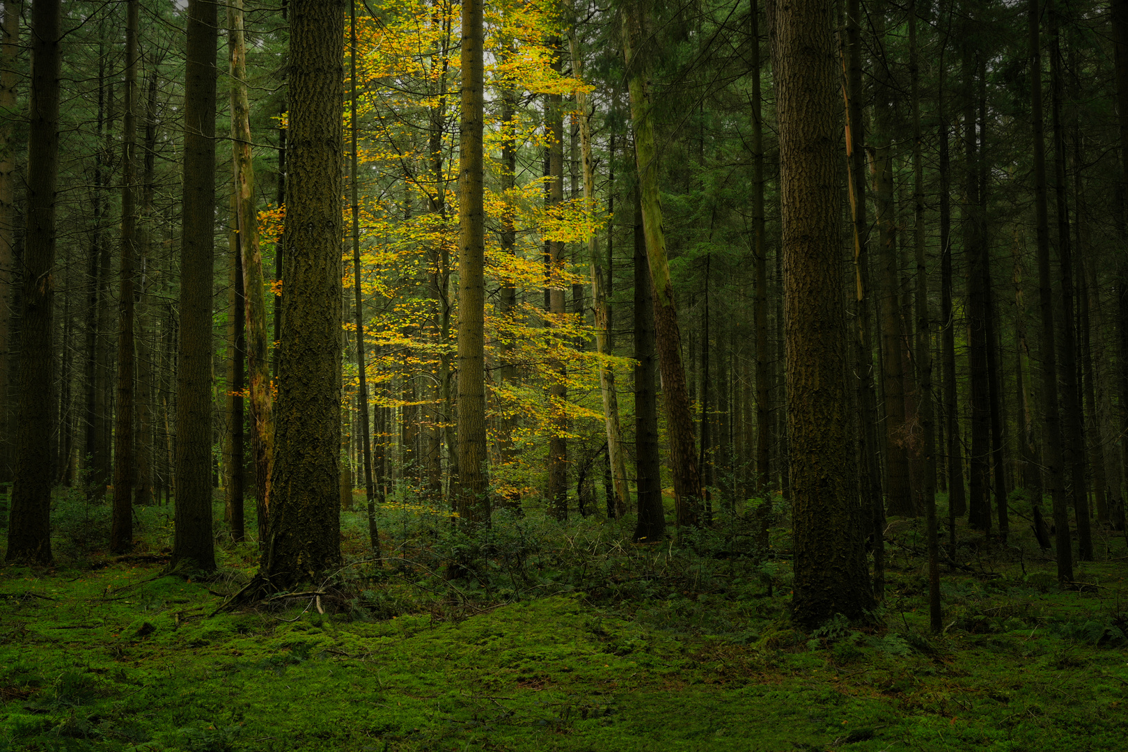 Farbenspiel im Reichswald