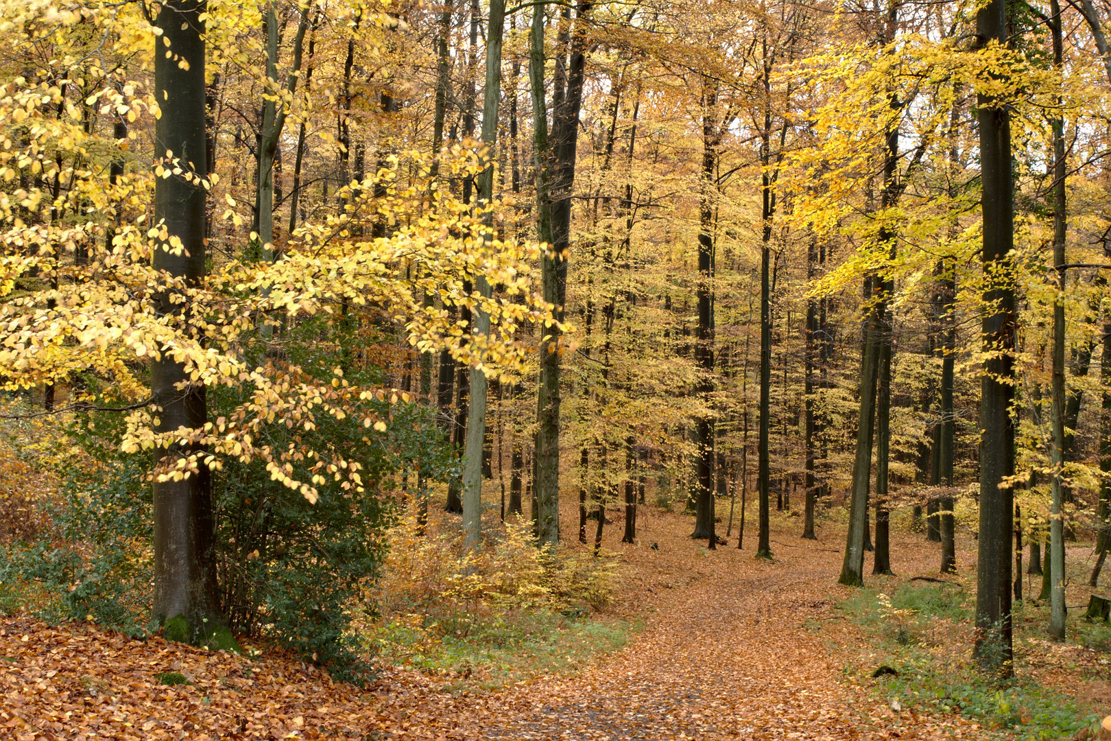 Farbenspiel im Siebengebirge