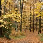 Farbenspiel im Siebengebirge