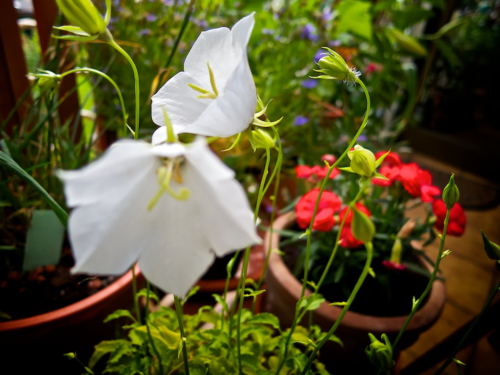 Farbenspiel im Sommer