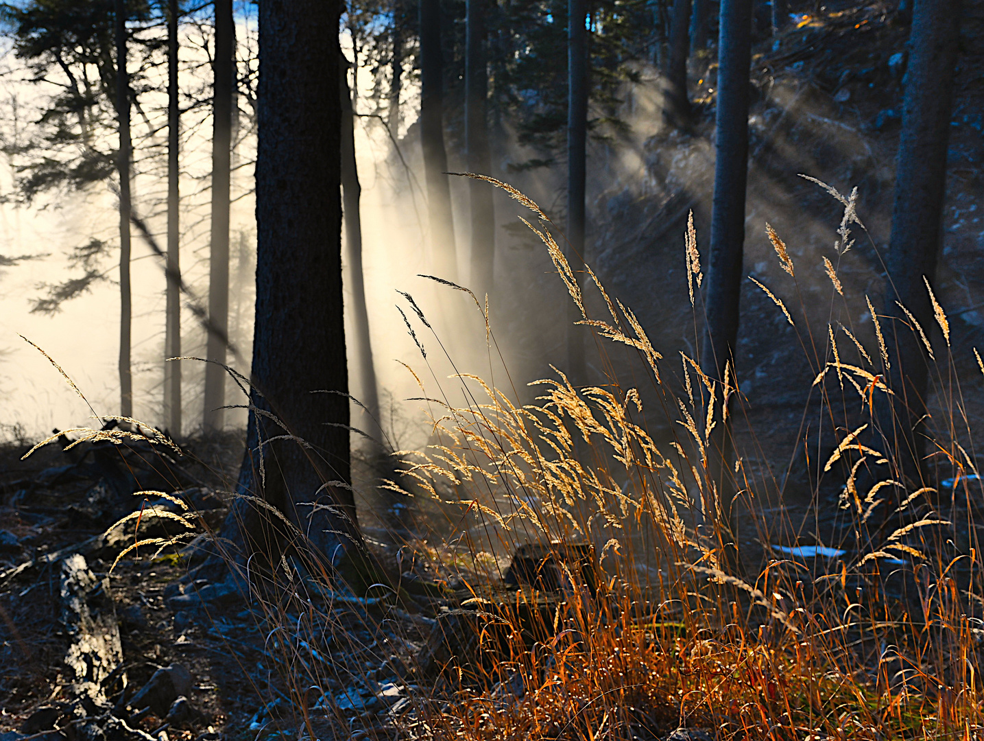 Farbenspiel im Sonnenlicht