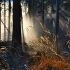 Farbenspiel im Sonnenlicht