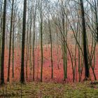 Farbenspiel im Wald