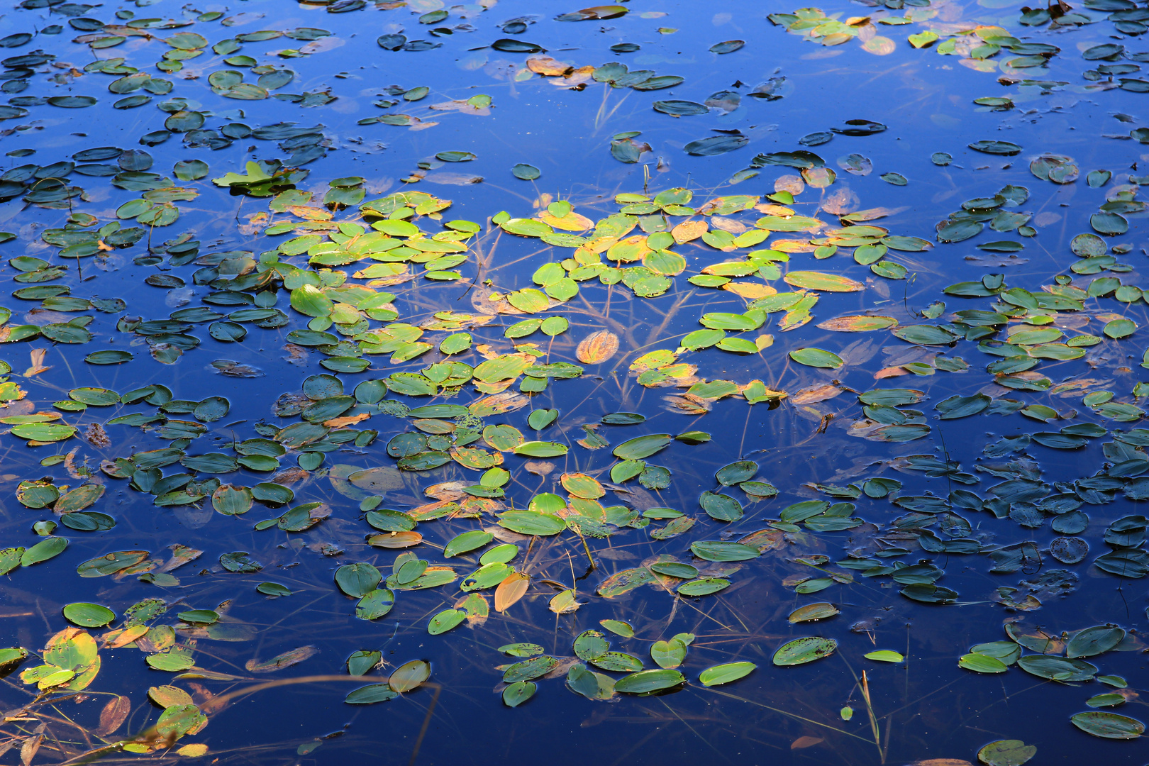 Farbenspiel im Wasser