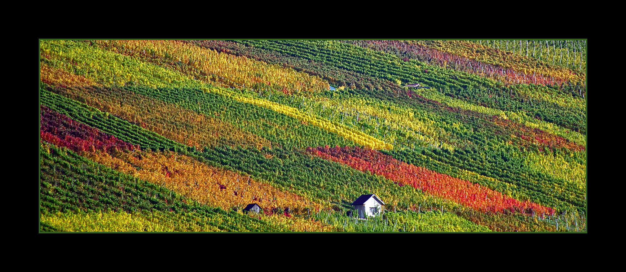 Farbenspiel im Weinberg