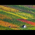 Farbenspiel im Weinberg