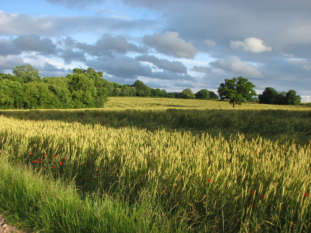 Farbenspiel in Bishopswood