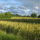 Farbenspiel in Bishopswood