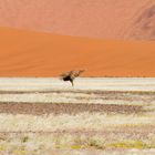 Farbenspiel in der Namib