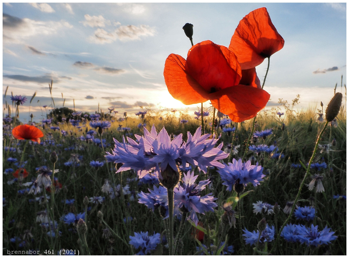 Farbenspiel in der Natur ...