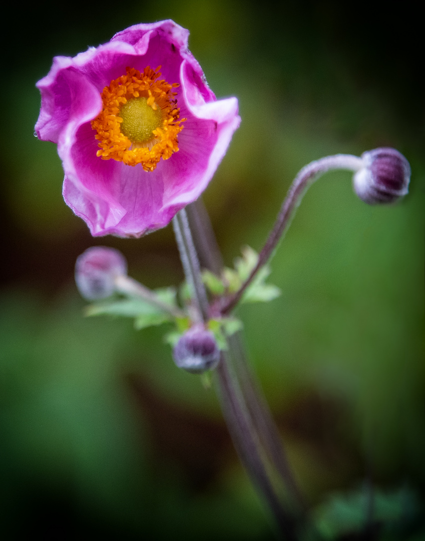 Farbenspiel in freier Natur