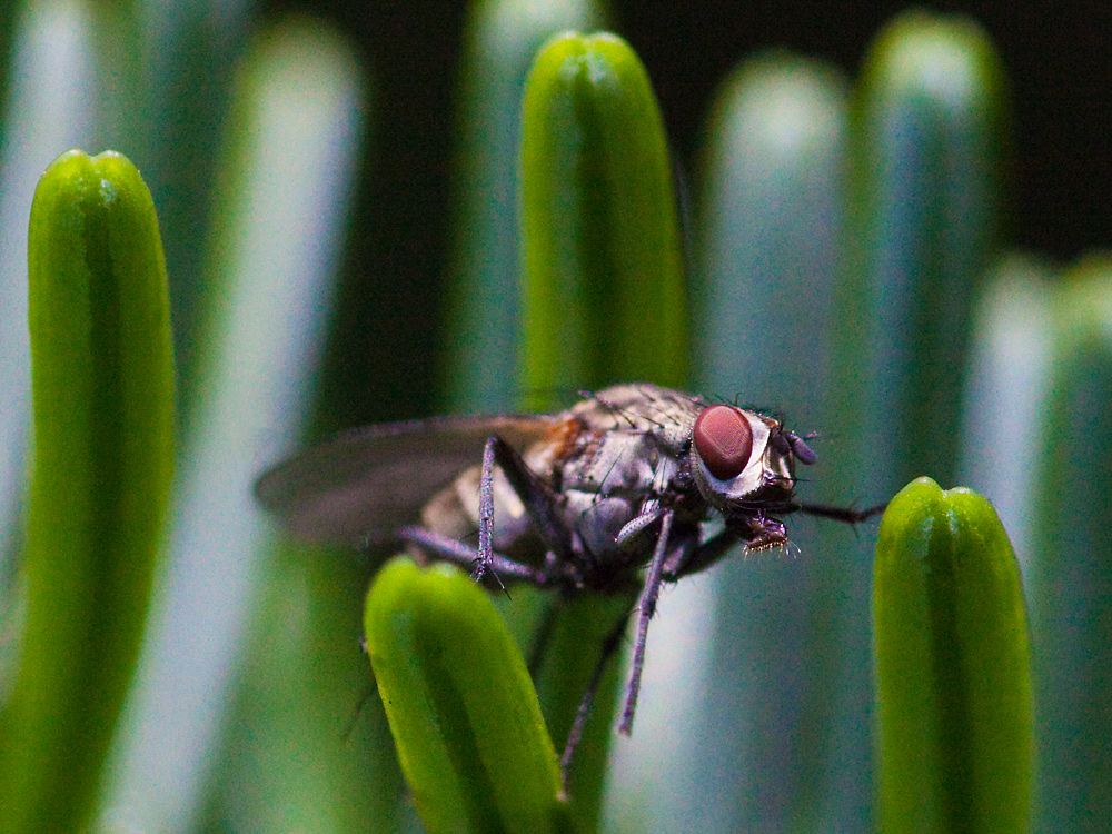 Farbenspiel mit Fliege