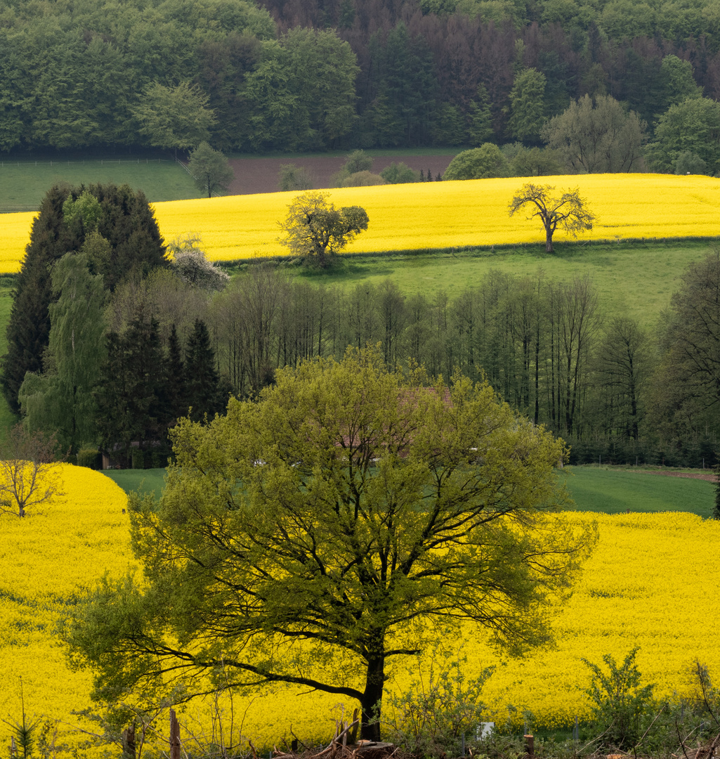 Farbenspiel mit Raps