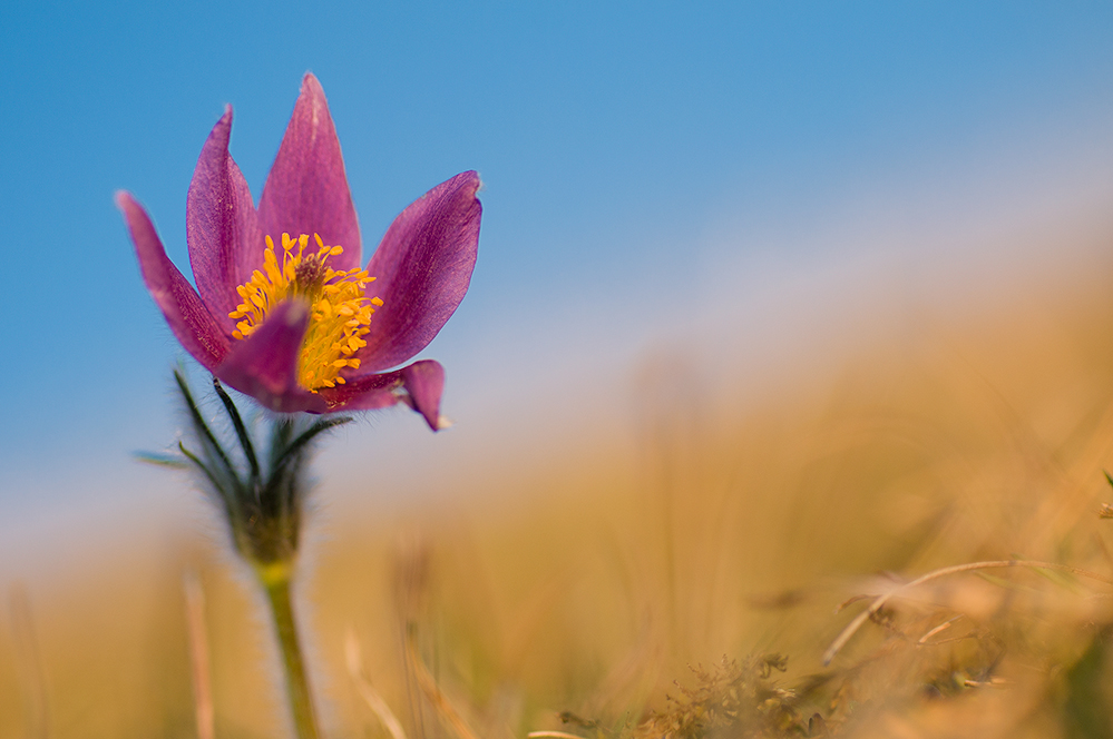 Farbenspiel (Pulsatilla vulgaris)