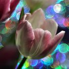 Farbenspiel Tulpe  