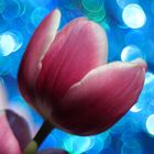 Farbenspiel Tulpe pink