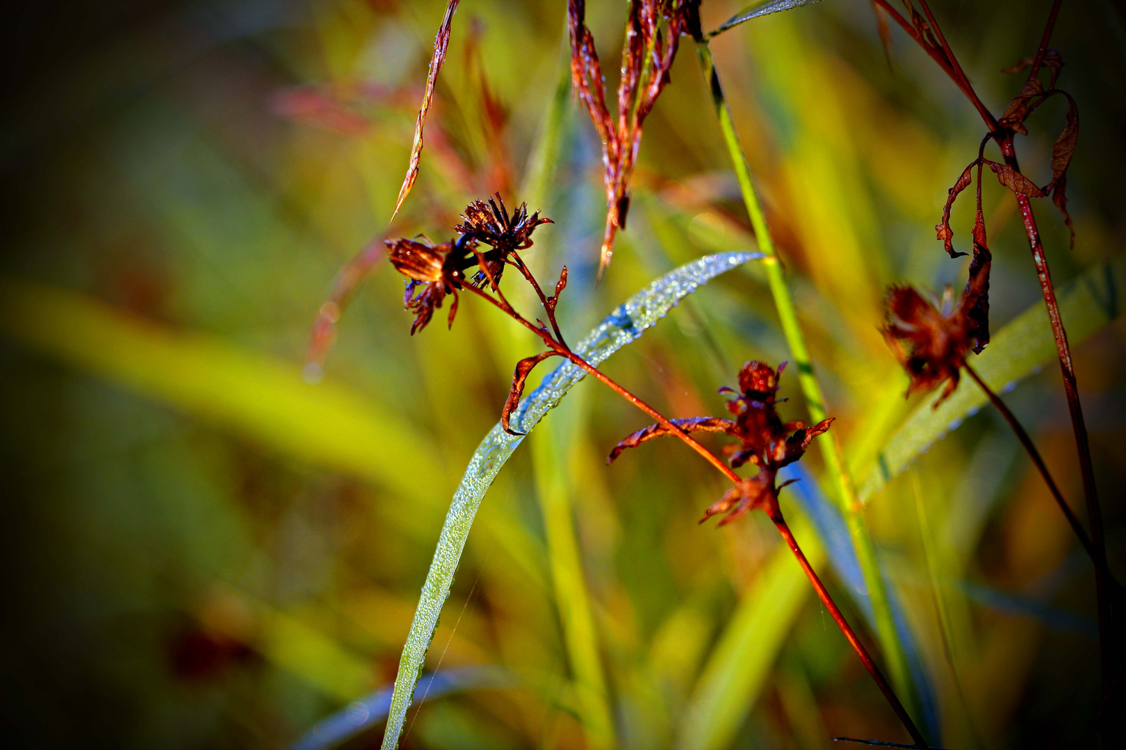 Farbenspiel- Wiese