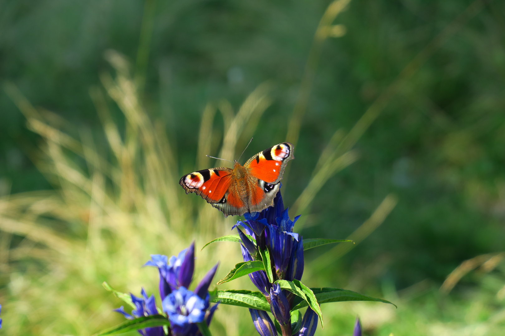 Farbenspiel zwischen Flora und Fauna