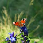 Farbenspiel zwischen Flora und Fauna