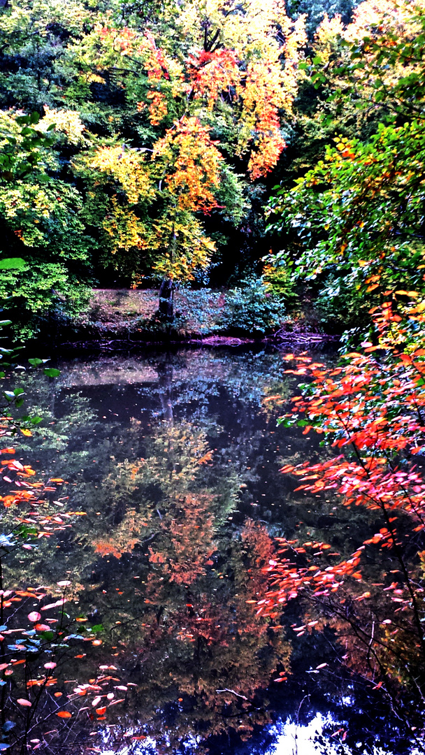 Farbenspiele des Herbstes