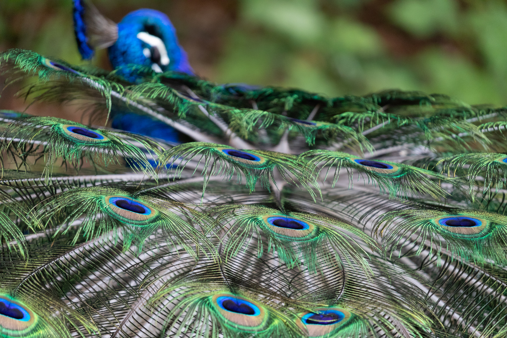 Farbentanz im Federkleid