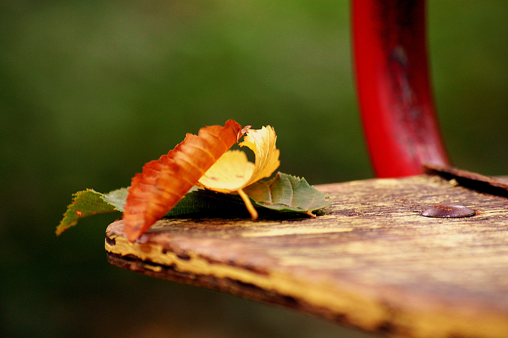 Farbentanz im Herbstwald