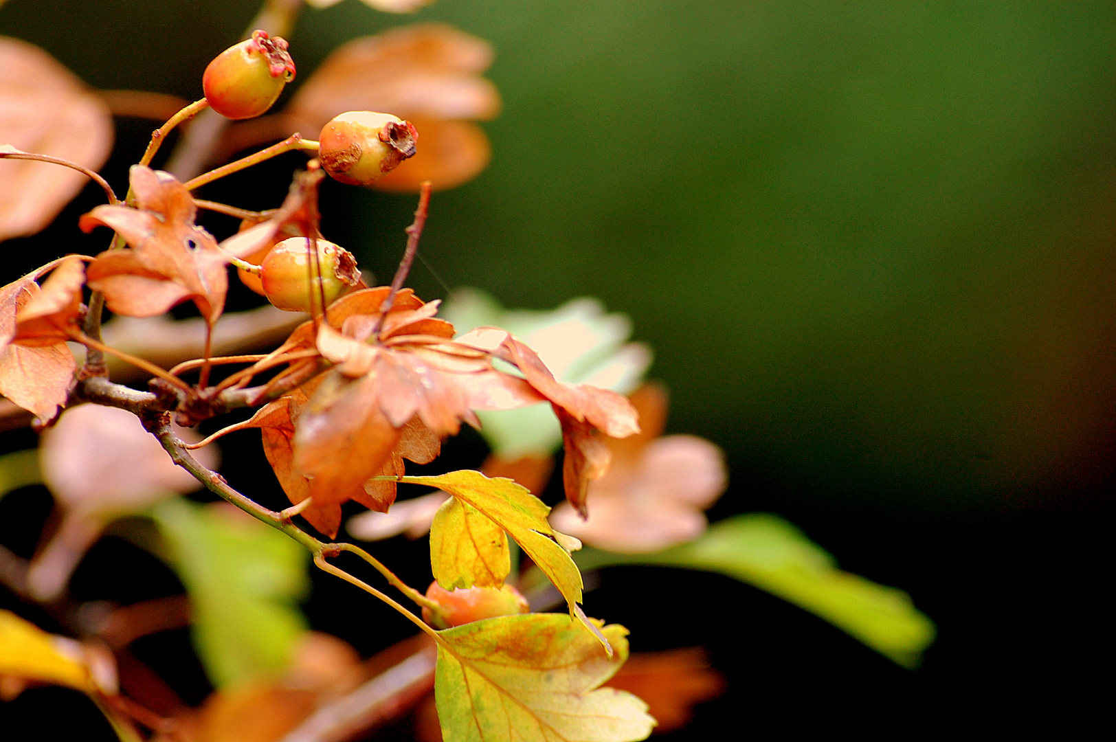 Farbentanz im Herbstwald (2)