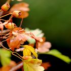 Farbentanz im Herbstwald (2)