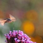 Farbentraum mit Taubenschwänzchen im Flug