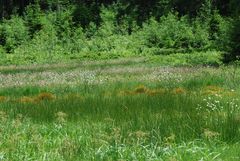 Farbenvielfalt am Moor