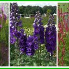 Farbenvielfalt auf der Floriade 2012