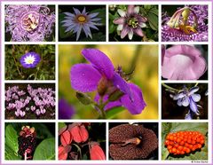 Farbenvielfalt im Botanischen Garten