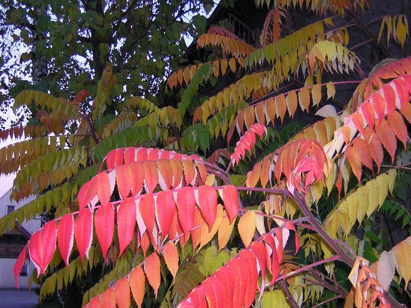 Farbenvielfalt im Herbst 2005