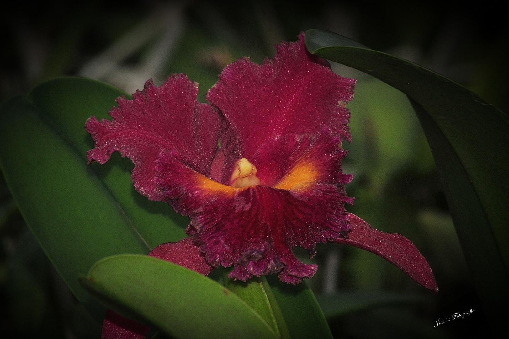 Farbenvielfalt in der Orchideenwelt