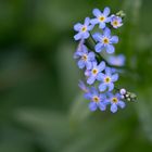 Farbenvielfalten im Wald