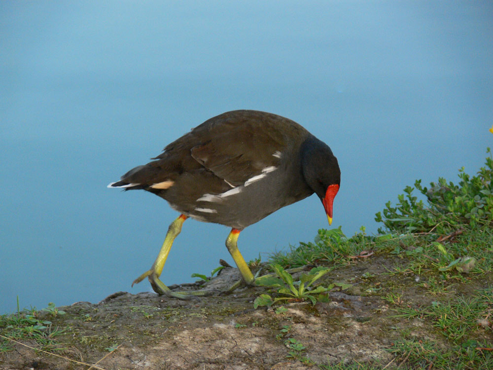 Farbenvogel