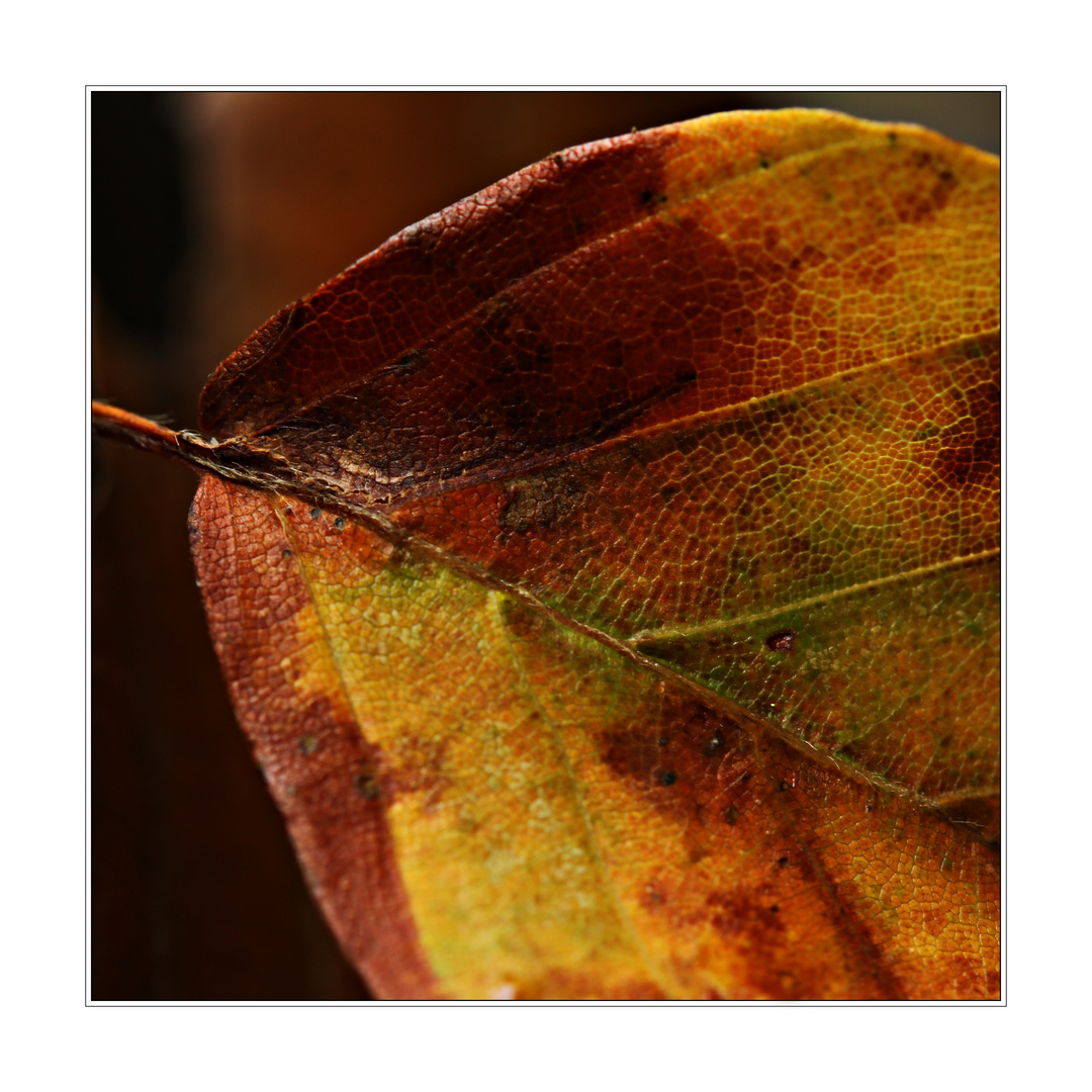 Farbenwechsel im Herbst