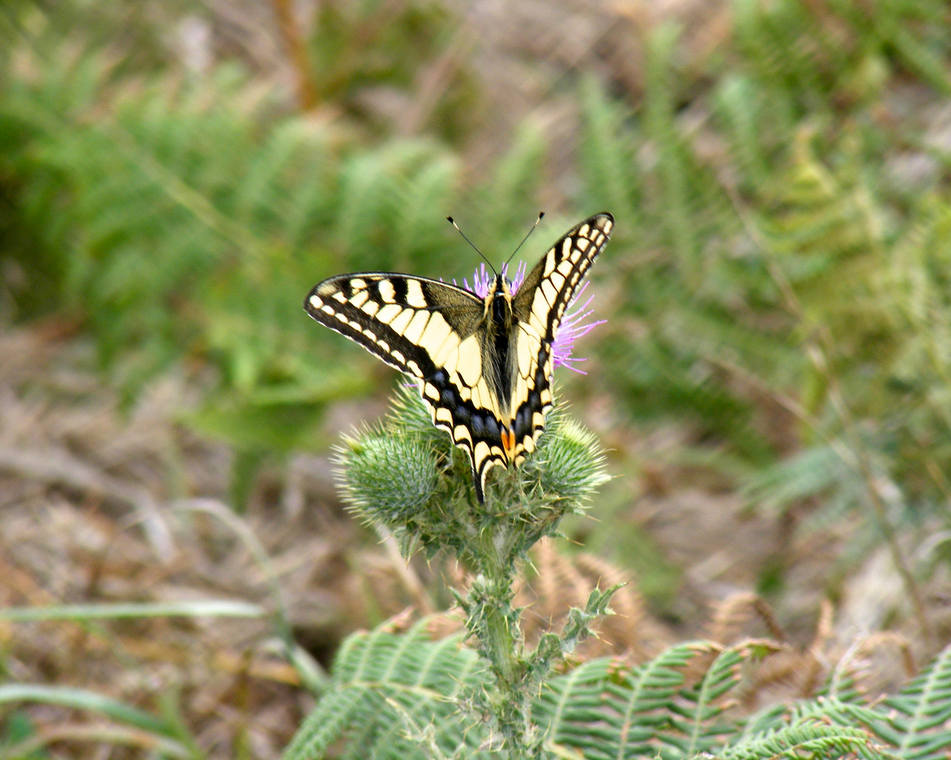 Farbenwunder am Wegesrand